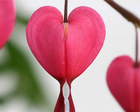  , ดอกหัวใจ...Heart Flower