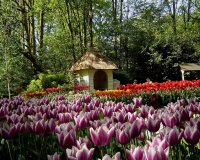  ,  เที่ยวเนเธอร์แลนด์ ดินแดนแห่งสีสันดอกไม้ 