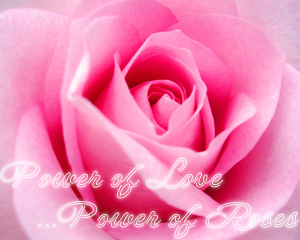 มหัศจรรย์แห่งพรรณไม้ ประจำปี 2553 Power of Love...Power of Roses 