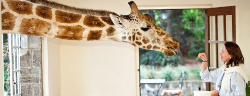 โรงแรมสุดแปลกไอเดียเจ๋ง ต้อนรับเดือนสีชมพู The Giraffe Manor