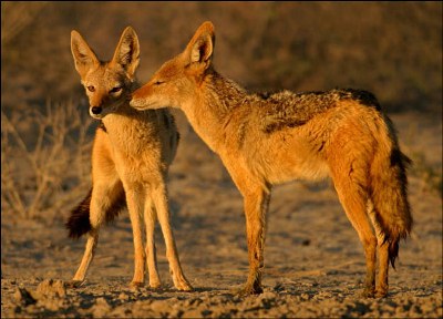 Golden jackal, Asiatic jackal  สุนัขจิ้งจอก สัตว์รักสันโดษที่มีรักยิ่งใหญ่