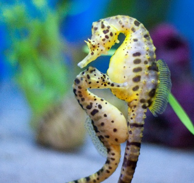 Seahorse ม้าน้ำ สัตว์ที่มีความรักโรแมนติก