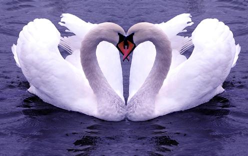 Swan หงส์ ความรักของเรามีให้กันจนวันตาย