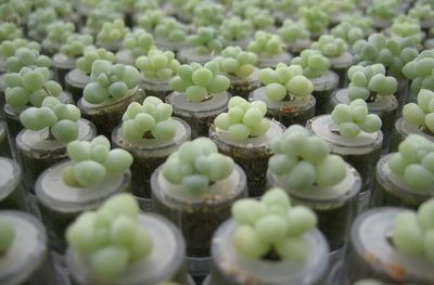 ต้นไม้จิ๋ว Baby Tree ของขวัญ ของชำร่วย ของพรีเมียม ต้นไม้จิ๋ว Baby Tree ของขวัญ ของชำร่วย ของพรีเมียม