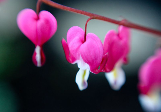 ดอกหัวใจ Heart Flowers