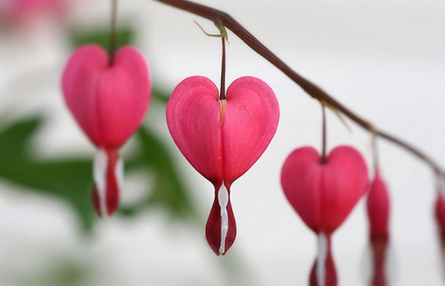 ดอกหัวใจ Heart Flowers