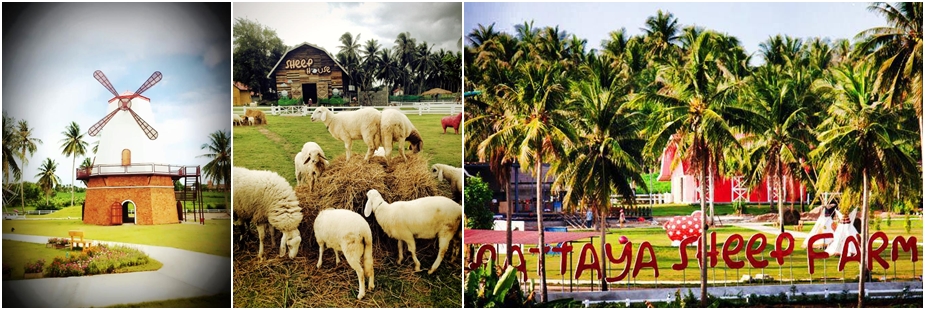 ฟาร์มแกะพัทยา Pattaya Sheep Farm
