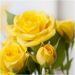 กุหลาบเหลือง [Yellow Rose]