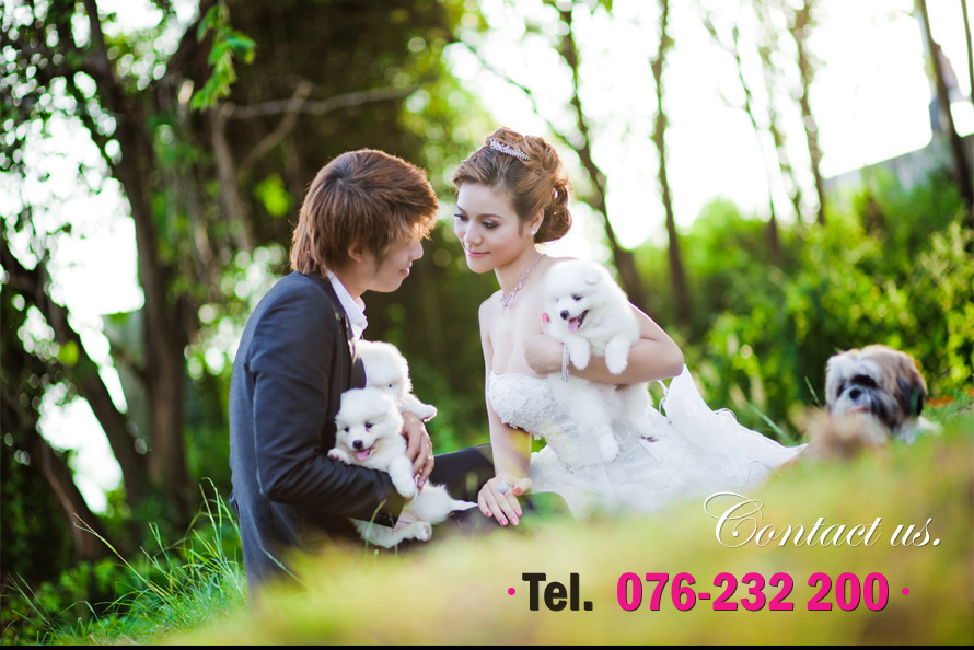 Number 1 Wedding & Organizer - Phuket Wedding : ������� �ѹ �Ǵ��� & ��᡹乫� ���� Wedding Studio Phuket , �觧ҹ ���� , ʵٴ��� �觧ҹ ���� , ���᡹乫� ���� , �Ѵ�ҹ�觧ҹ�úǧ�� , �����觧ҹ , �����ԭ ,�ͧ������ �觧ҹ , Wedding Presentation , �͹������ �ҹ�觧ҹ ���� , �Ѵ����§ �觧ҹ ���� 