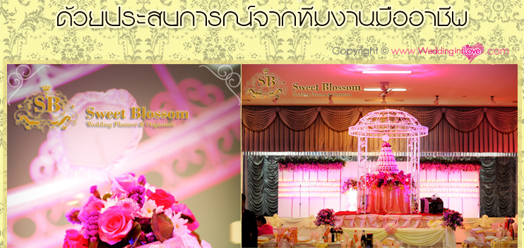 Sweet Blossom àÇ´´Ôé§ ÊµÙ´ÔâÍ ÊÃкØÃÕ ÊµÙ´ÔâÍáµè§§Ò¹ , ¶èÒÂÃÙ» áµè§§Ò¹ , ¶èÒÂÀÒ¾ áµè§§Ò¹ , ªØ´áµè§§Ò¹ , ¢Í§ªÓÃèÇÂáµè§§Ò¹ ,¡ÒÃì´áµè§§Ò¹ , áµè§§Ò¹ ¤ÃºÇ§¨Ã , áµè§§Ò¹ ÊÃкØÃÕ, ÊÃкØÃÕ àÇ´´Ôé§ ÊµÙ´ÔâÍ ÊÃкØÃÕ Wedding Studio ÊÃкØÃÕ ÊµÙ´ÔâÍ ÊÃкØÃÕ ãËéàªèҪشáµè§§Ò¹ ÊÃкØÃÕ ªØ´ä·Â ÊÃкØÃÕ ªØ´áµè§§Ò¹ ÊÃкØÃÕ ¶èÒ¾ÃÕ àÇ´´Ôé§ àÇ´´Ôé§ÊµÙ´ÔâÍ ÊÃкØÃÕ ¨Ñ´´Í¡äÁéáµè§§Ò¹ áµè§Ë¹éÒ ·Ó¼Á à¨éÒÊÒÇ µÑ´ªØ´áµè§§Ò¹ Í͡Ẻ ªØ´ä·Â ãËéàªèҪشä·Â ÊÃкØÃÕ Sweet Blossom àÇ´´Ôé§ ÊµÙ´ÔâÍ ÊÃкØÃÕ ÊµÙ´ÔâÍáµè§§Ò¹ , ¶èÒÂÃÙ» áµè§§Ò¹ , ¶èÒÂÀÒ¾ áµè§§Ò¹ , ªØ´áµè§§Ò¹ , ¢Í§ªÓÃèÇÂáµè§§Ò¹ ,¡ÒÃì´áµè§§Ò¹ , áµè§§Ò¹ ¤ÃºÇ§¨Ã , áµè§§Ò¹ ÊÃкØÃÕ, ÊÃкØÃÕ àÇ´´Ôé§ ÊµÙ´ÔâÍ ÊÃкØÃÕ Wedding Studio ÊÃкØÃÕ ÊµÙ´ÔâÍ ÊÃкØÃÕ ãËéàªèҪشáµè§§Ò¹ ÊÃкØÃÕ ªØ´ä·Â ÊÃкØÃÕ ªØ´áµè§§Ò¹ ÊÃкØÃÕ ¶èÒ¾ÃÕ àÇ´´Ôé§ àÇ´´Ôé§ÊµÙ´ÔâÍ ÊÃкØÃÕ ¨Ñ´´Í¡äÁéáµè§§Ò¹ áµè§Ë¹éÒ ·Ó¼Á à¨éÒÊÒÇ µÑ´ªØ´áµè§§Ò¹ Í͡Ẻ ªØ´ä·Â ãËéàªèҪشä·Â ÊÃкØÃÕ