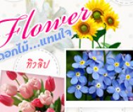 ทำความรู้จักกับดอกไม้...สื่อแทนใจ  , Thai wedding แต่งงาน : Weddinginlove.com Newsletter