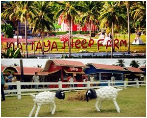 สถานที่ถ่ายพรีเวดดิ้งแห่งใหม่ Pattaya Sheep Farm