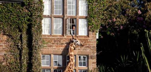 โรงแรมสุดแปลกไอเดียเจ๋ง ต้อนรับเดือนสีชมพู The Giraffe Manor