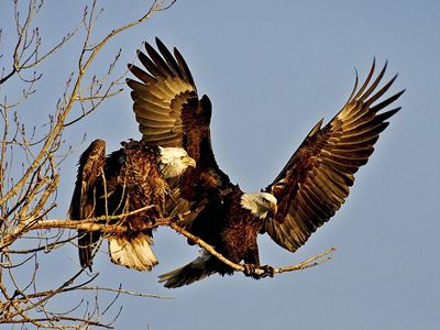 Eagle นกอินทรี กระพือปีก ณ นภาแห่งความรัก