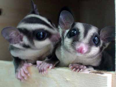 Flying Squirrel กระรอกบิน เสียงเรียกของความรัก