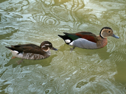 Callonetta leucophrys นกเป็ดน้ำ สัญลักษณ์ของความรักอันเป็นนิรันดร์