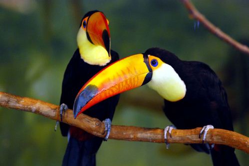 Hornbill นกเงือก โลกนี้มีแต่เราสอง ใครก็มิอาจพราก