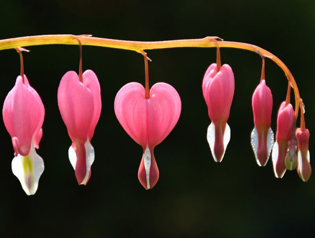 ดอกหัวใจ Heart Flowers