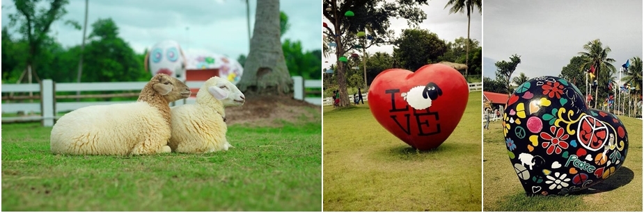 ที่เที่ยวใหม่พัทยา ฟาร์มแกะ Pattaya Sheep Farm ฟาร์มแกะพัทยา