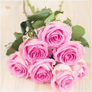 กุหลาบชมพู [Pink Rose]