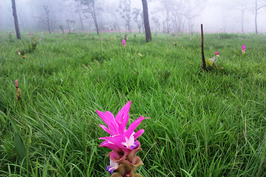 ทุ่งดอกกระเจียว