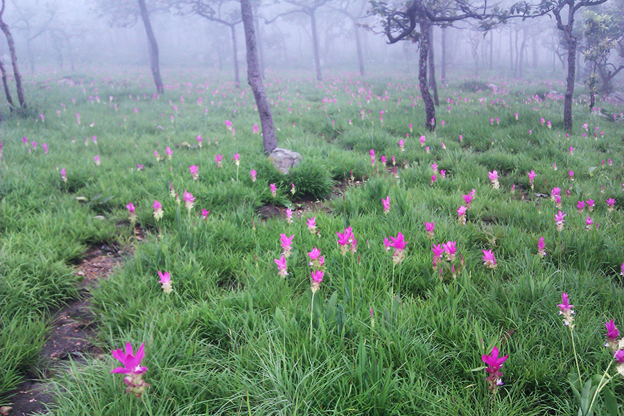 สายหมอก