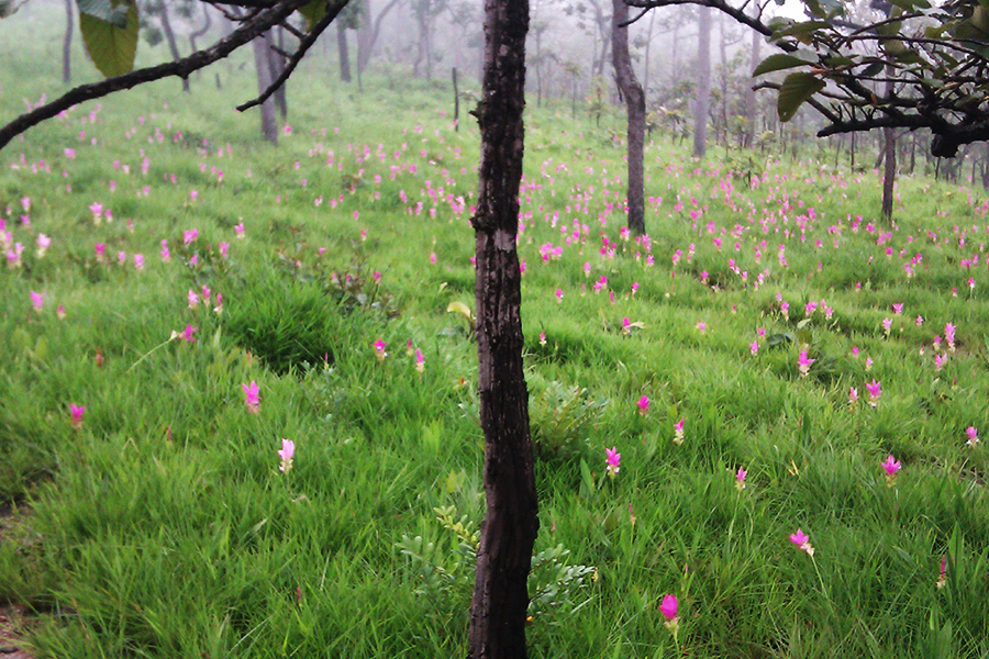 ทุ่งดอกกระเจียว