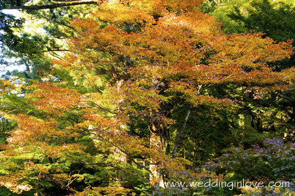 Honeymoon and Travel - Nikko Toshogu 05