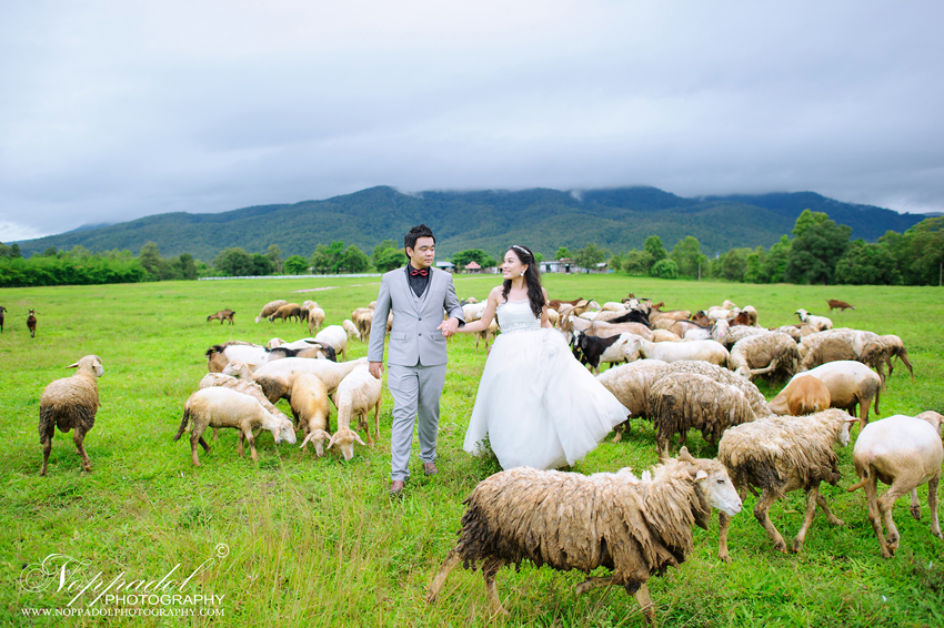 ม่อนฝ้าย,ช่างภาพเชียงใหม่,ถ่ายภาพ,เชียงใหม่,รับถ่ายภาพเชียงใหม่,สตูเชียงใหม่,สถานที่ถ่ายเชียงใหม่,หาช่างภาพเชียงใหม่,ม่อนฝ้าย,โรงแรมเชียงใหม่,ล้านนา,แต่งงานแบบล้านนา,งานหมั้น 