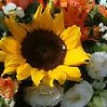Sun Flower