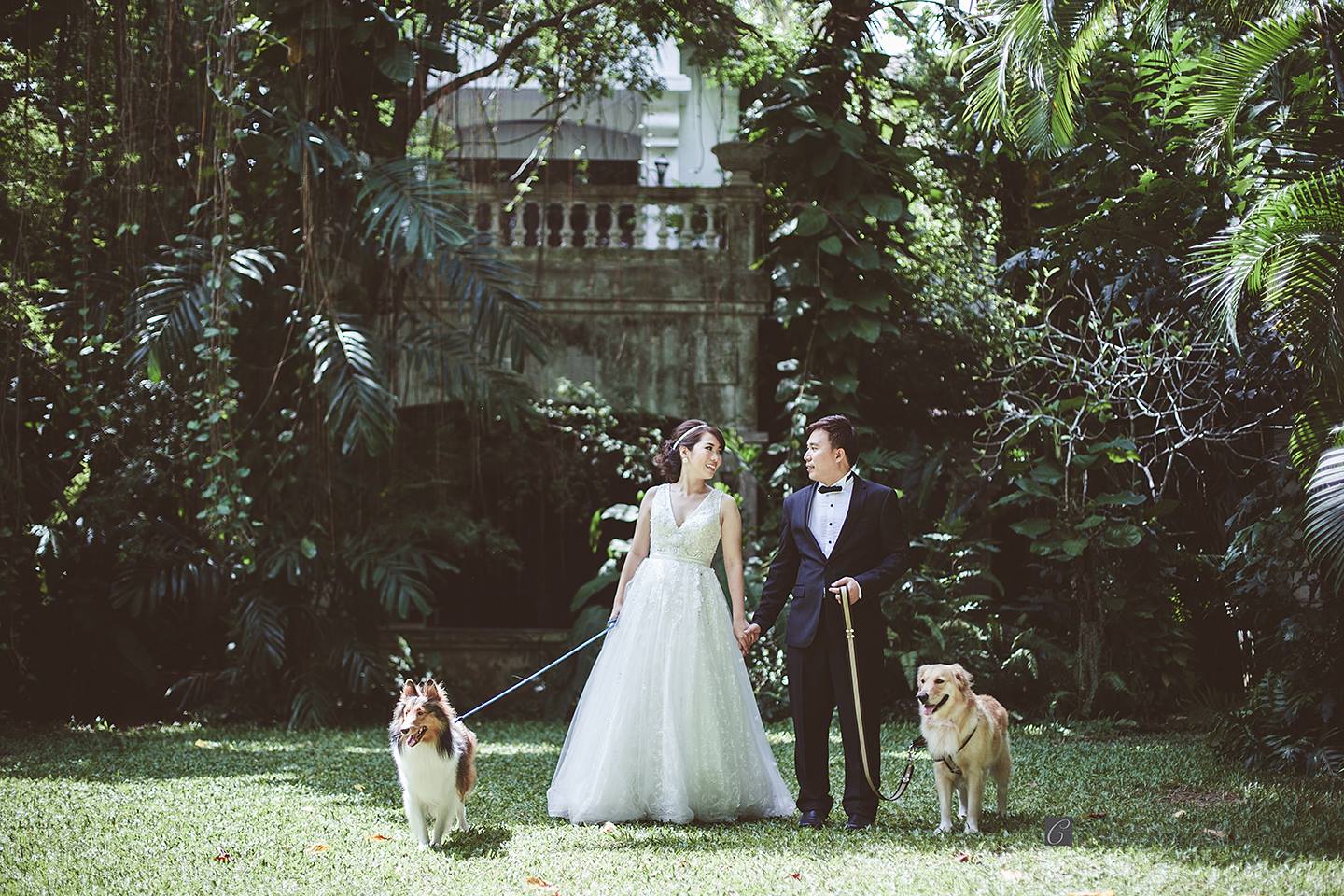 prewedding vintage dog หมา little tree garden colorfulfoto